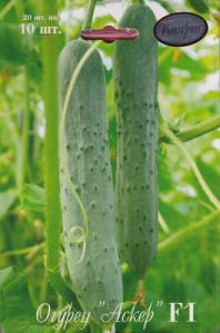 Огурец Аскер/1шт купить