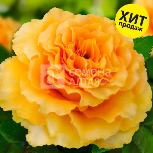 Роза Дива купить