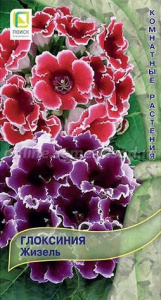 Глоксиния Жизель  купить