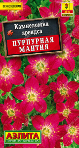 Камнеломка Пурпурная мантия  купить