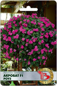 Импатиенс ампельный  Акробат F1 Роуз купить