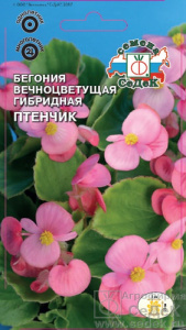 Бегония Птенчик F1  купить