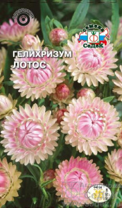 Гелихризум Лотос  купить