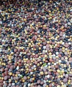 Смесь сидератов (горч.,рапс.,ред. масл.) 1кг купить