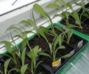 Артишок Султан 1шт/10 ов005 купить