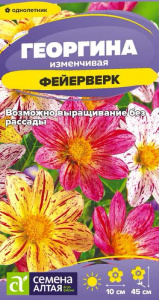 Георгина Фейерверк  купить