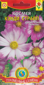 Космея Кэнди Страйп  купить