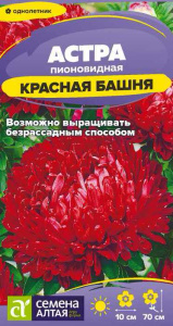 Астра Красная Башня пионовидная купить