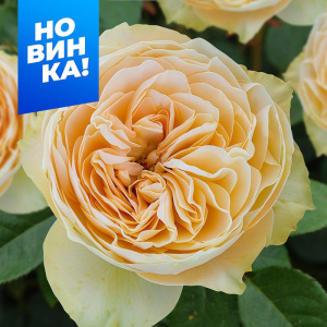Роза Шампань Рококо