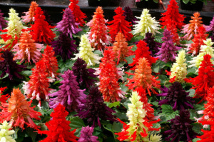 Сальвия низкорослая Редди Формула Микс (смесь) 1шт С101/40 купить