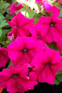 Петуния крупноцв. компактная Лимбо GP Бургунди  1шт П391/54 купить