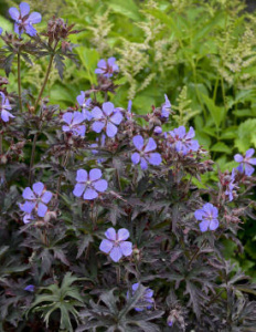 Герань луговая Дарк Рейтер фиолетовая С1 купить