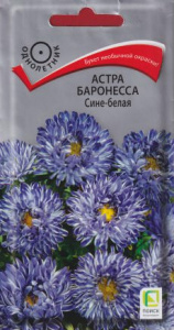 Астра Баронесса Сине-белая купить