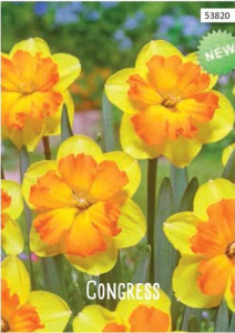 Нарцисс Конгресс /5шт купить