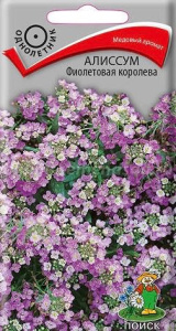 Алиссум Фиолетовая королева купить