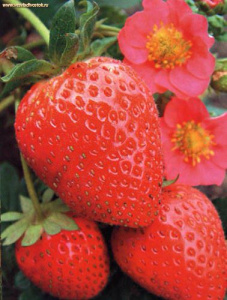 Земляника Всемирный дебют купить