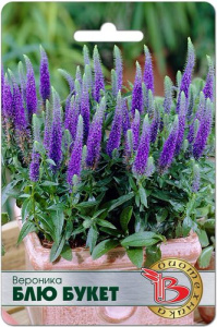 Вероника Блю Букет купить