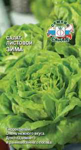 Салат Зима листовой  купить