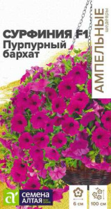 Сурфиния Пурпурный бархат купить