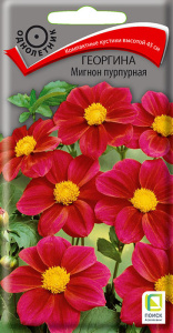 Георгина Мигнон пурпурная купить