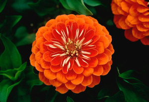 Цинния махровая Дримлэнд Корал (лососевая) 1шт Ц382/24 купить