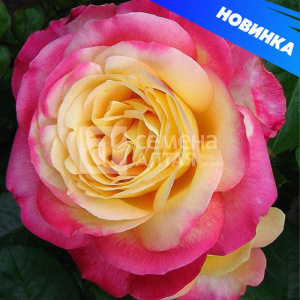 Роза Восточный экспресс