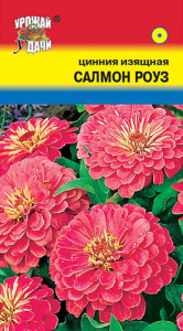 Цинния Салмон Роуз изящная  купить