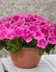 Петуния ампельная Е3 Изи Вейв Пинк Космо (светло-розовая)/24 П255 купить