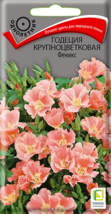 Годеция Феникс крупноцв. купить