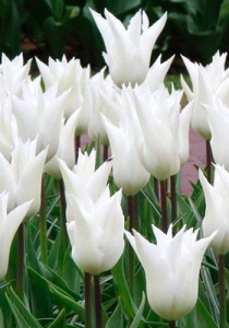 Тюльпан лилецветный "White Triumphator" (1х10шт) купить