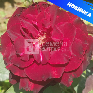 Роза Папа Мейян купить