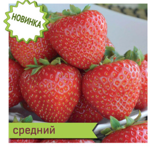 Земляника Лималексия купить