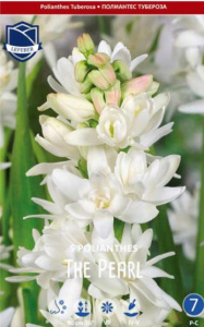 Полиантус/Polianthes tuberosa The Pearl /3шт купить
