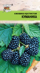 Ежевика кустистая КУМАНИКА купить