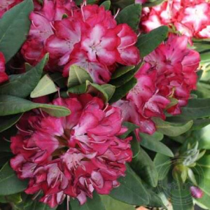 Рододендрон Энн Линдси гибридный ЦК купить