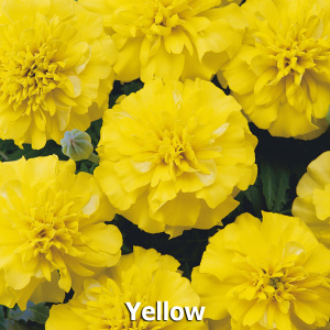 Тагетес отклоненный Бонанза Йеллоу (светло-желтый) 1шт Т216/54 купить