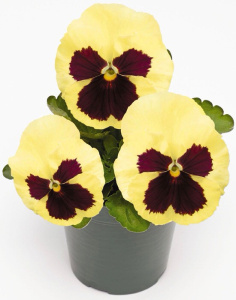 Виола Виттрока Инспайр Лемон Плюс Блоч (св.желтая с глазк.) 1шт/40 В160 купить