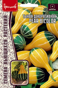 Тыква декоративная Pear Bicolor  купить