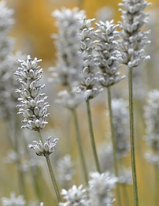 Лаванда узколистная компактная Элеганс Сноу белая С1 мн0342м купить