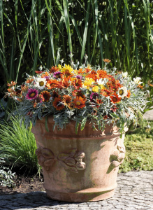 Гацания  Талент Микс (смесь,серебр.лист) 1шт Г120/24 купить