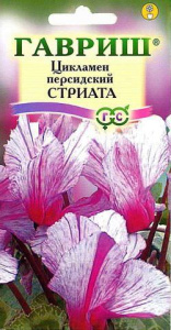 Цикламен персидский Стриата  купить