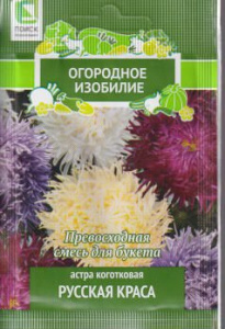 Астра Русская краса коготковая (ОИ) купить