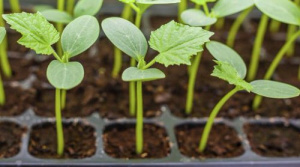 Огурец Голландия (Меренга) рассада 1шт купить