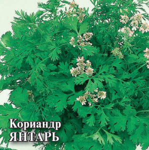 Кориандр Янтарь 100г ПРОФ купить