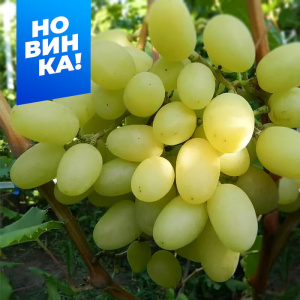 Виноград Кишмиш Саграйон