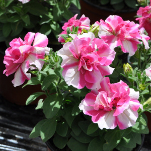 Петуния махровая Дуо Роуз энд Уайт (розовая с белым) 1шт П424/35 купить