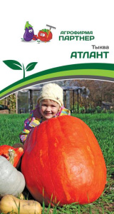 Тыква Атлант купить