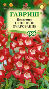 Пенстемон Огненное очарование купить