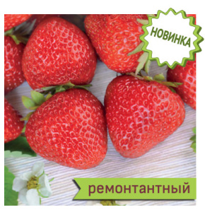 Земляника Кабрильо ремонтантная  купить