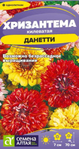 Хризантема Данетти килеватая купить